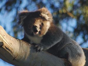 Bimbi Park Camping Under Koalas - Accommodation Gladstone